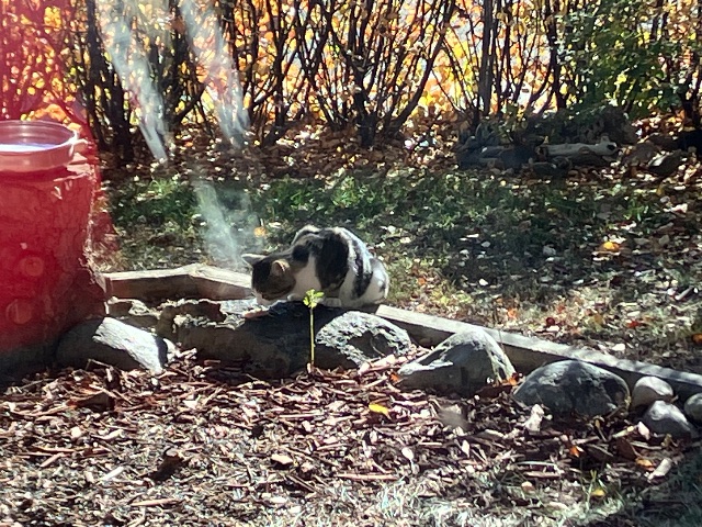 Found Appears young, on the thin side, has been trying to catch birds, was seen gnawing on corn cob and bird seed. I’ve been putting out dog food, various things as he/ she appears hungry also nervous. Is this your cat? Winter is coming…. dark grey white brown in Calgary