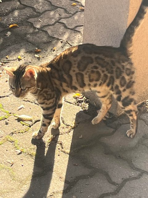 Chat trouvé, brown tabby, à Richmond