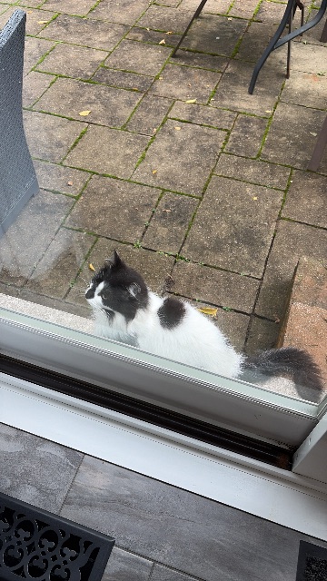 Found cat, white with black spots. left ear clipped, in Toronto