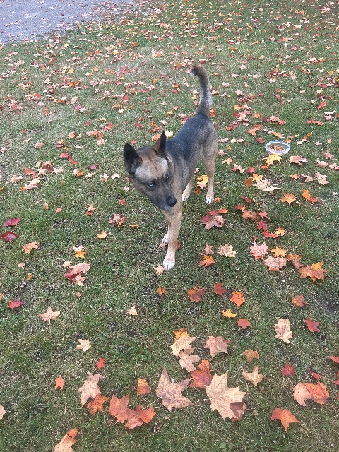 Found dog, brown/black, in Innisfil