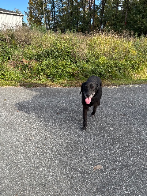 Chien trouvé, black with white mouth, à Maple Ridge