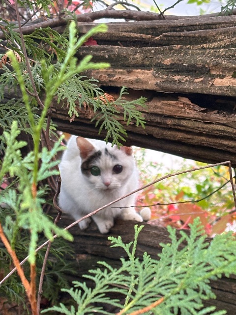 Found cat, white with grey spots and a grey tabby tail, in Hamilton