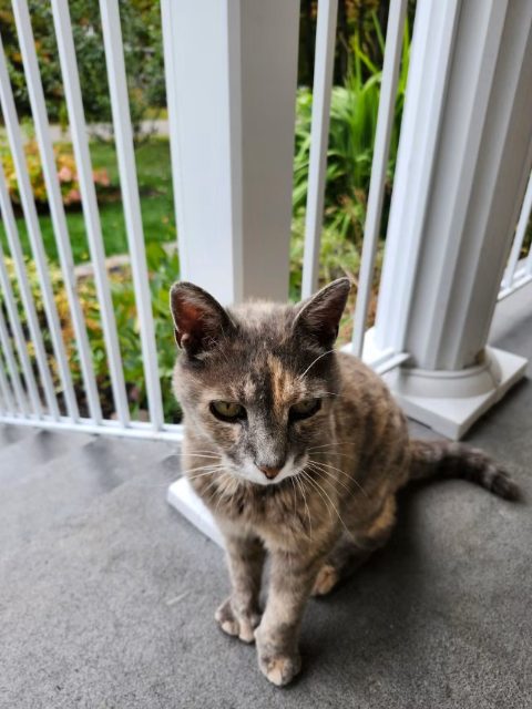 Found cat, gris, in St-Colomban