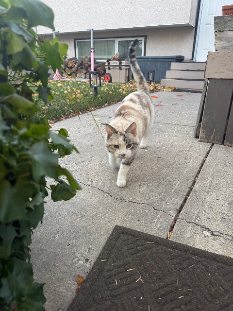 Chat trouvé à Calgary