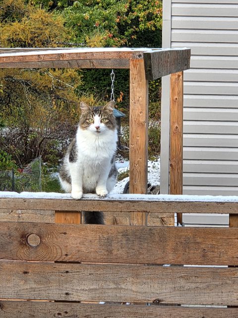 Found cat, tigré et blanc, in Saint-Honoré