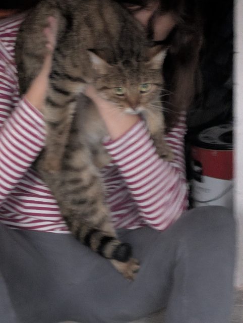 Found cat, brown tabby cat, in Willowdale