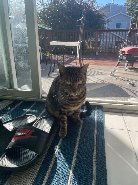Found He’s comes every morning to our house. cream in Vancouver