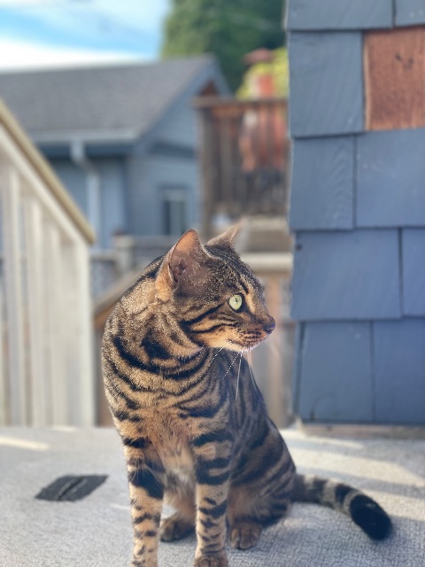 Found Cat mix in Vancouver