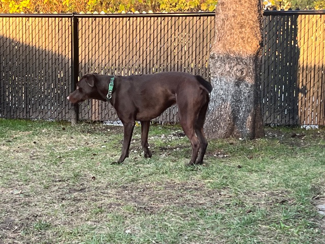 Found dog, brown, in Salaberry-de-Valleyfield