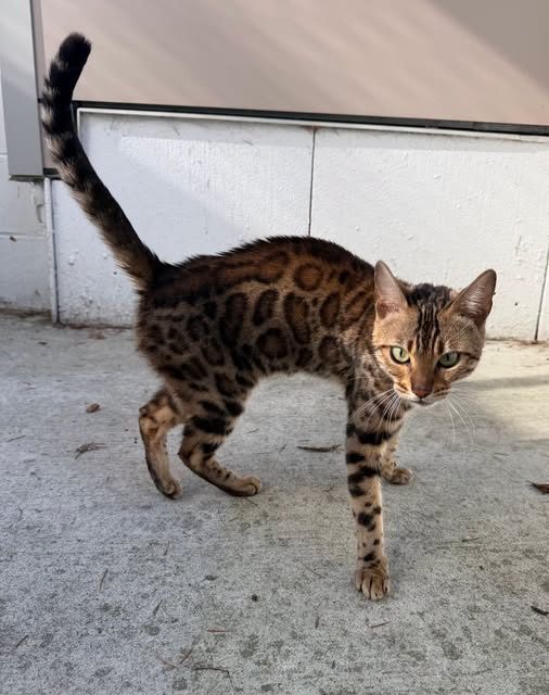 Chat trouvé à Richmond