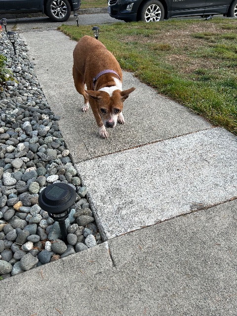 Found dog, brown and white, in Campbell River