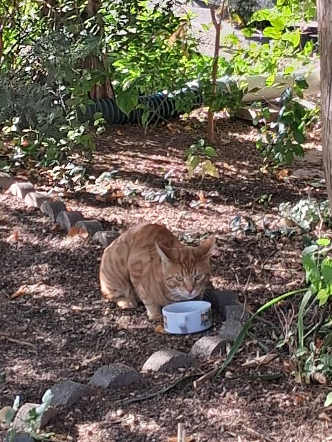 Found This Red Tabby came to visit today. It had a bowl of food as you can see but looks healthy. Im certain that it has been around before.  It was watching the birds. red tabby in Toronto