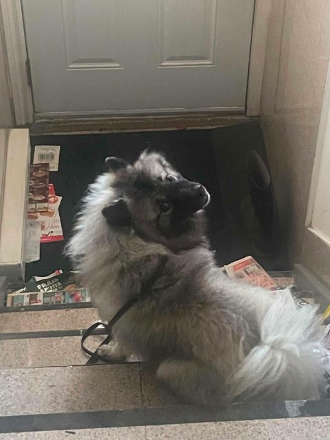 Found Spitz wolf grey, black , white in Montréal