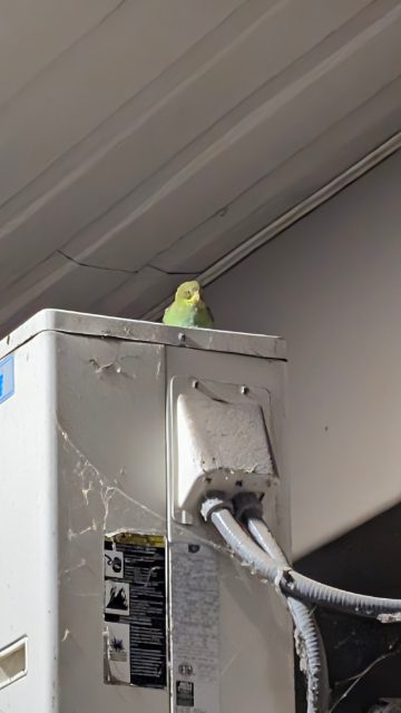 Found bird, green blue yellow, in Scarborough
