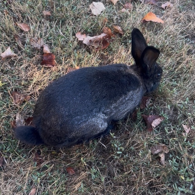 Found rabbit, black, in Victoria