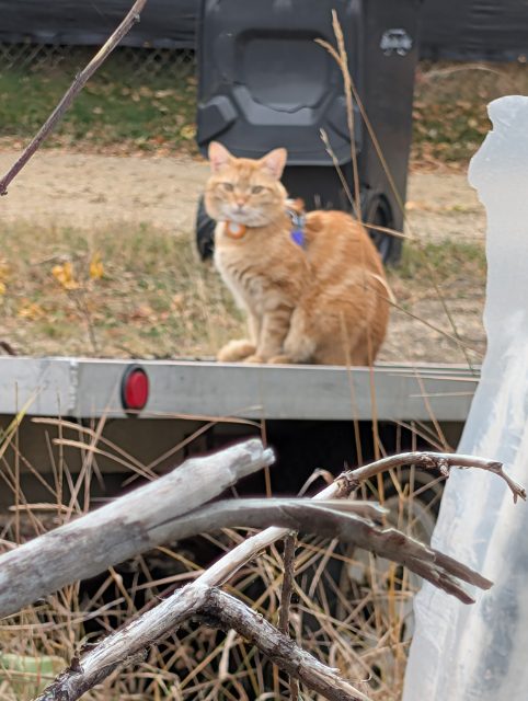 Found Orange with something blue aroumd neck orange in Sylvan Lake