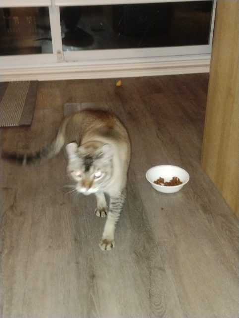 Found cat, brown, in Saint-Jérôme