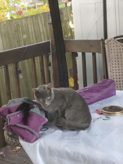 Found cat, cream, in Laval