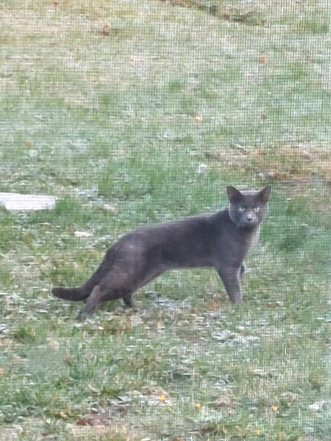 Found cat, grayish blue, in West Nipissing
