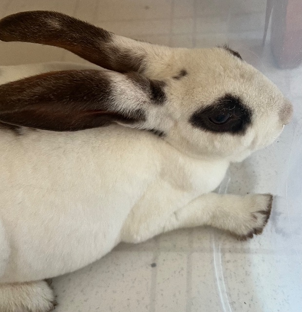 Lapin trouvé, white with black markings. magnificent ears, à Barrie