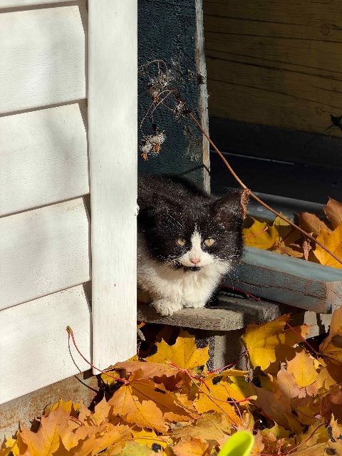 Chat trouvé, black and white, à Campbellton