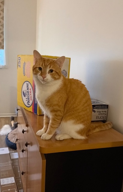 Found cat, orange and white, in Ville saint laurent
