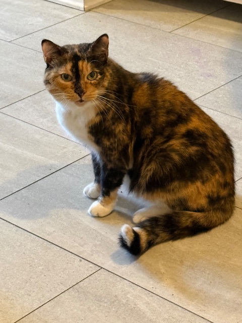 Chat trouvé, tortoiseshell & white, à Ville Saint Laurent
