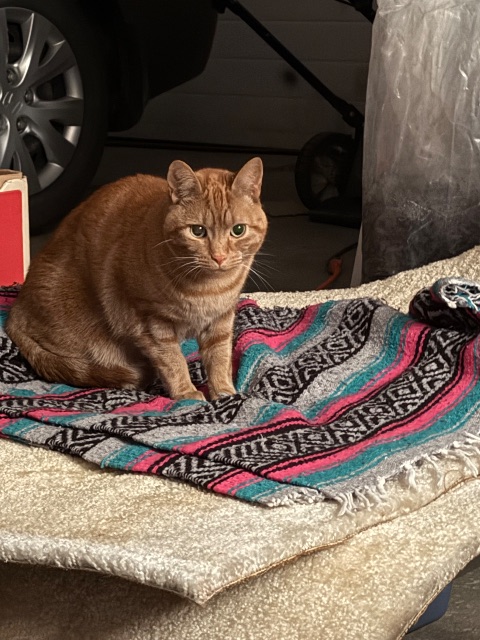 Found cat, orange, in Edmonton