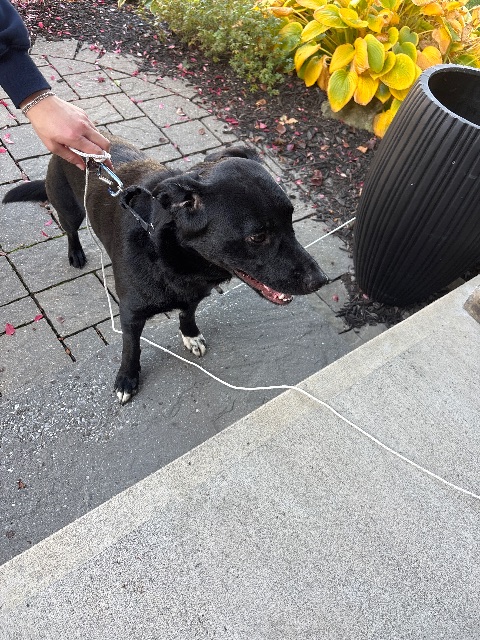 Found dog, black, in Ancaster
