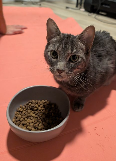 Found Cat gris in Québec