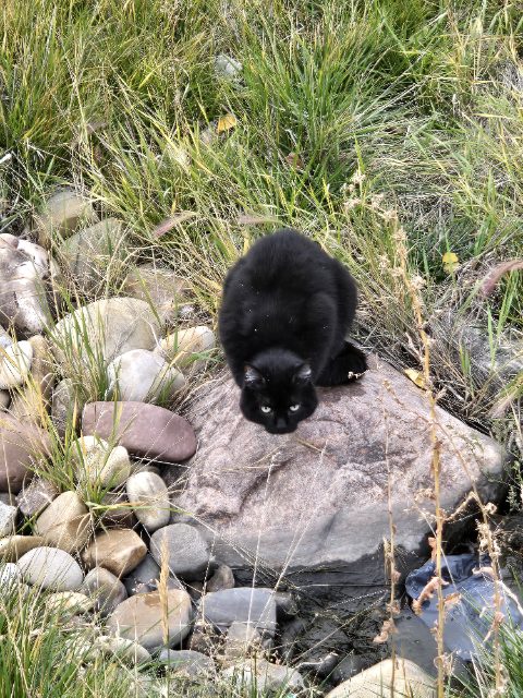 Found cat, black with little bit of white fur on chest, in Lethbridge