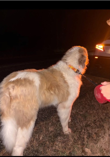 Found dog, beige and white, in King/Caledon