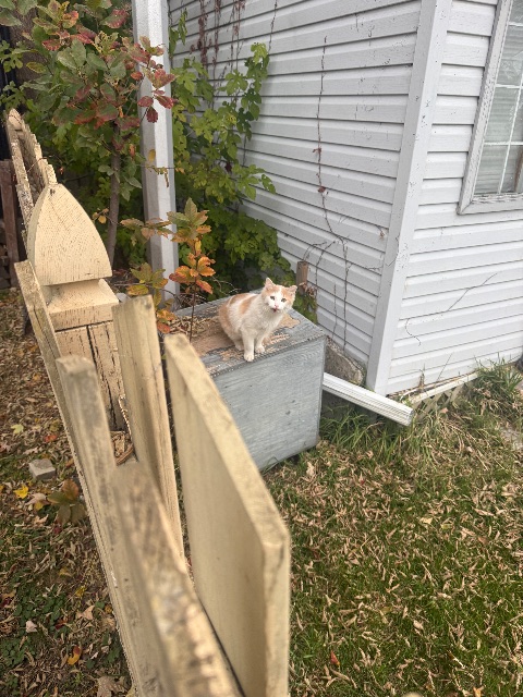 Found cat in Longueuil (saint-hubert)
