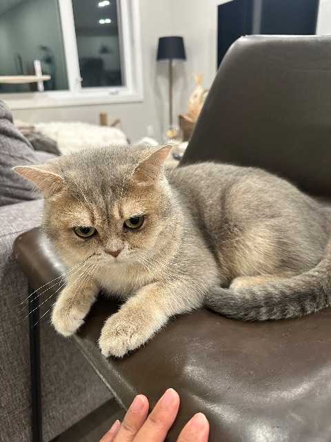 Lost British Shorthair grey/beige named Stormi in Winnipeg