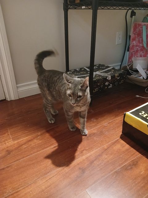 Lost Cat grise avec des petites nuances de crème named Grisou in Saint-Jérôme