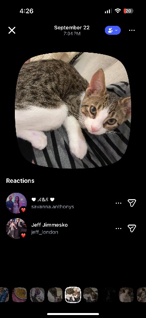 Lost Bengal  mixed with tabby brown, black and white named Matcha in Toronto