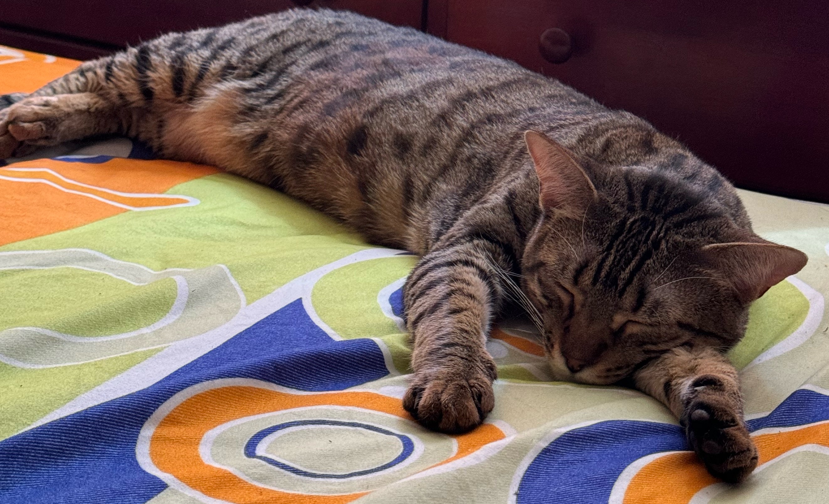 Lost Cat beige named Akina in Blainville