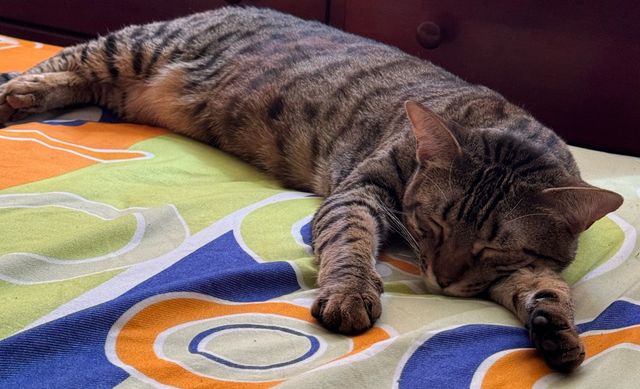 Lost Cat beige named Akina in Blainville