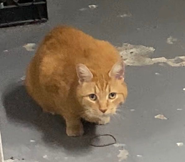 Lost Orange tabby orange named Oscar in Scarborough