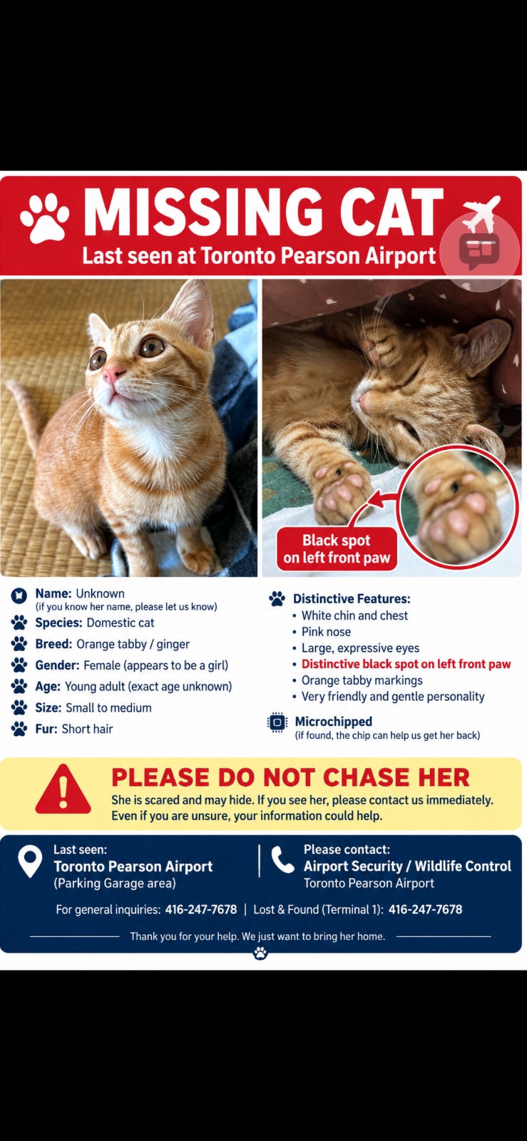 Lost Ginger Red tabby named Aiki in Toronto Pearson airport terminal 1
