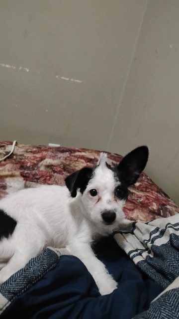 Lost Chihuahua Shih Tzu mostly white but black spots named Achu in Winnipeg