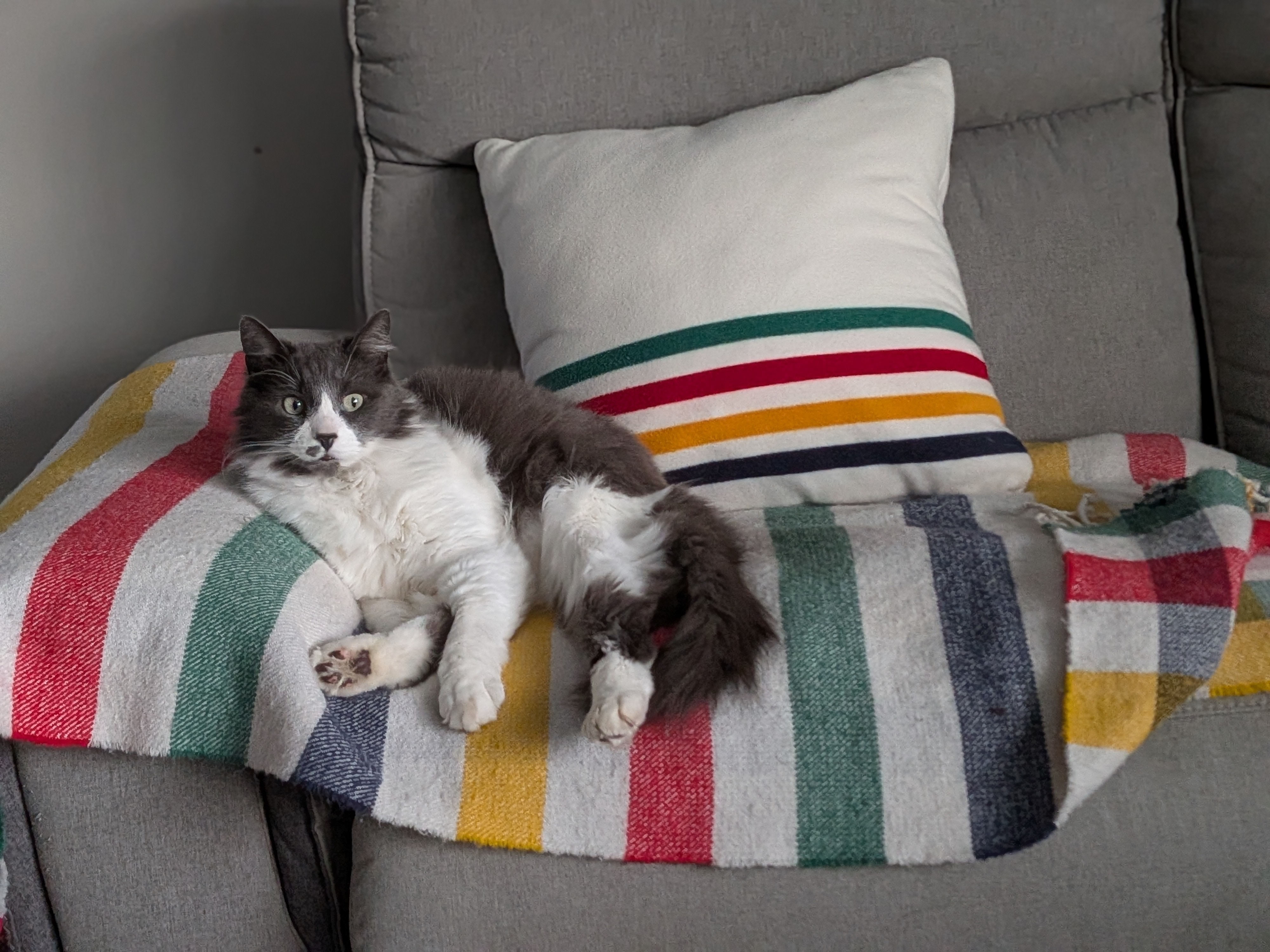 Lost Cat grey/ white named Django in Langley