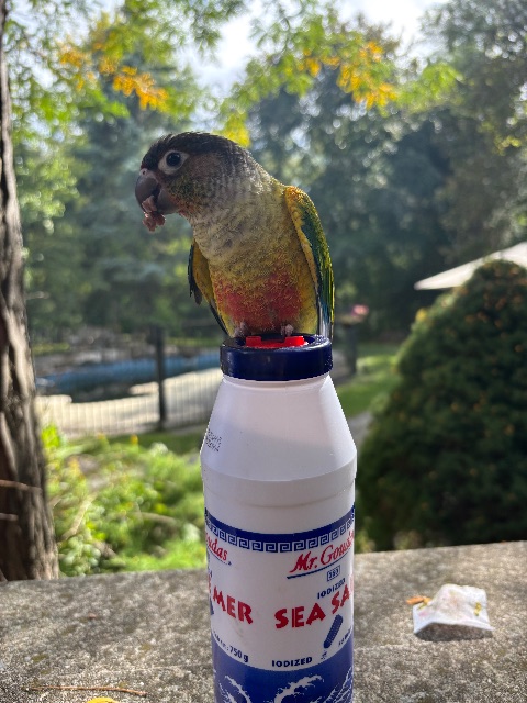 Lost Bird green,orange,red,yellow named Nazdoon in Richmond Hill