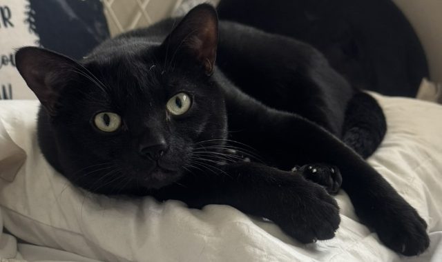 Lost Bombay black named Coco in Burnaby
