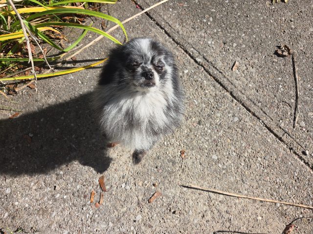 Lost Pomeranian black and white named Rolo in Barrie