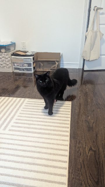 Lost Domestic Medium Hair black named Oboe in Markham