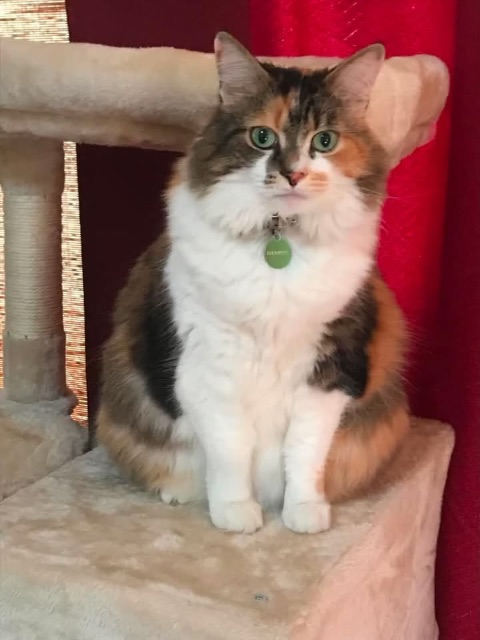 Lost Cat calico, black, white, orange named Choupette in Cranbrook