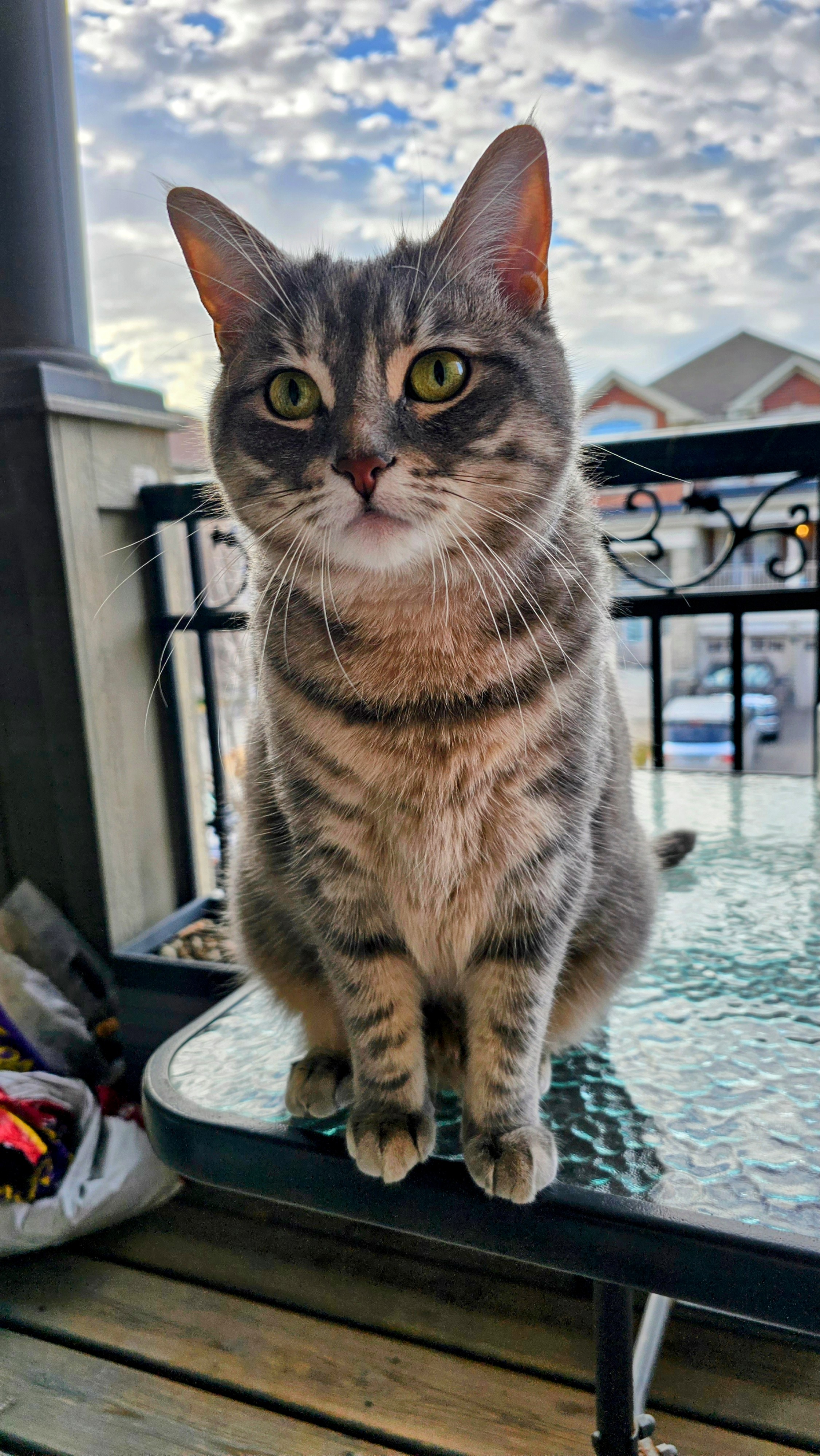 Lost Cat grey named Luna in Vaughan