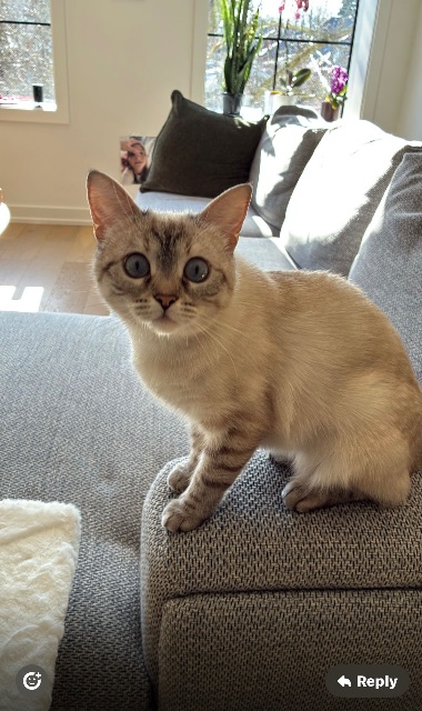 Lost Bengal Himalayan mix white named Bella in York