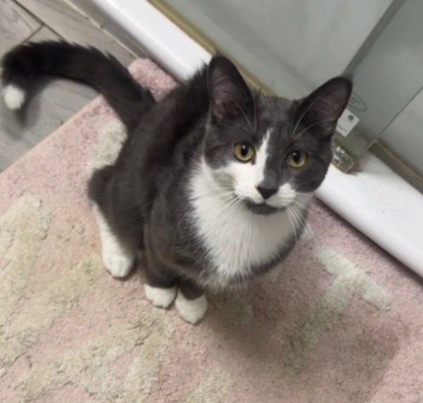 Lost Domestic Shorthair grey & white named Reighner in Brampton